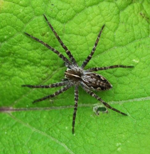 Réf. 333 656 : Pisaura mirabilis